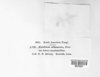 Puccinia albescens image